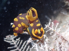 Tambja gabrielae