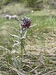 Cynoglossum magellense