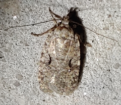Agonopterix curvilineella