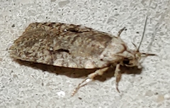 Agonopterix curvilineella