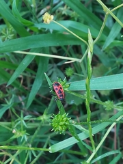 Pyrrhocoris apterus