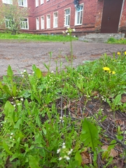 Capsella bursa-pastoris