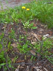 Capsella bursa-pastoris