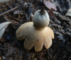 Geastrum pectinatum