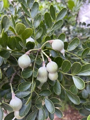 Sophoreae