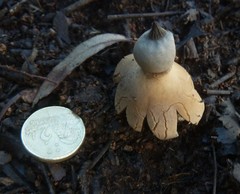Geastrum pectinatum