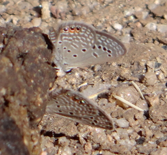 Freyeria trochylus