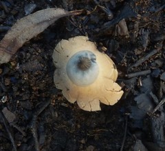 Geastrum pectinatum