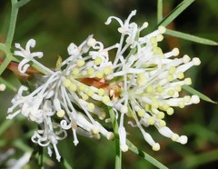 Hakea lissocarpha