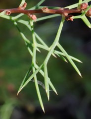 Hakea lissocarpha