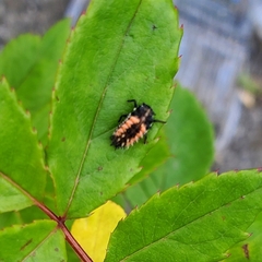 Harmonia axyridis