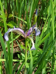 Iris prismatica