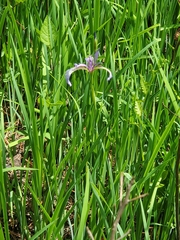 Iris prismatica