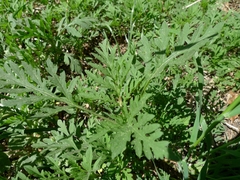 Ambrosia artemisiifolia