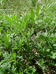 Ambrosia artemisiifolia