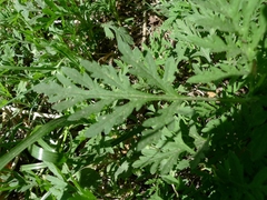 Ambrosia artemisiifolia