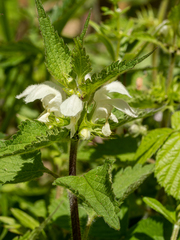 Lamium album