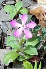 Silene pseudoatocion