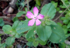 Silene pseudoatocion