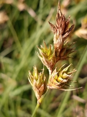 Carex hormathodes