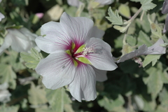 Malva subovata