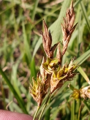Carex hormathodes