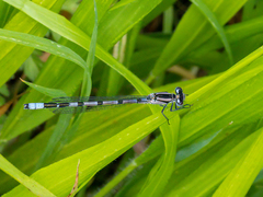 Enallagma cyathigerum