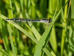 Enallagma cyathigerum