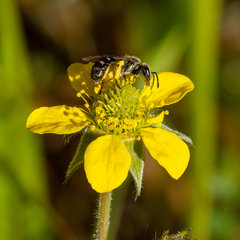 Lasioglossum prasinum