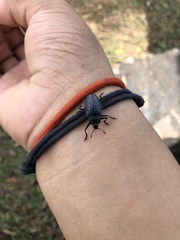 Cypherotylus californicus