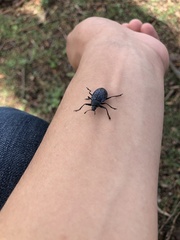 Cypherotylus californicus