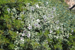 Malva subovata