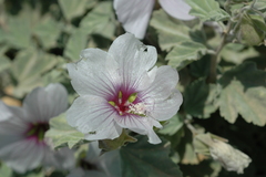 Malva subovata
