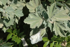 Malva subovata