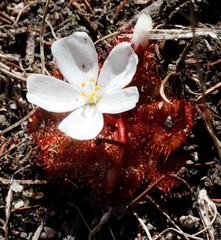 Drosera rosulata