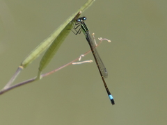 Ischnura graellsii