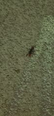 Cantharidae