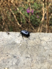 Cotinis antonii