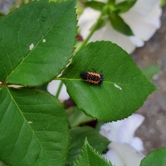 Harmonia axyridis