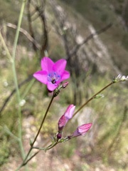 Saltugilia splendens