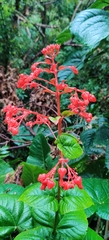 Clerodendrum japonicum