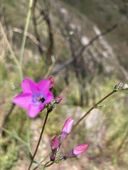 Saltugilia splendens