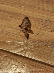 Nacoleia charesalis