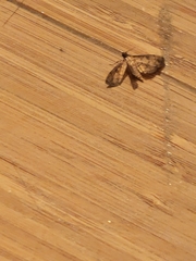 Nacoleia charesalis
