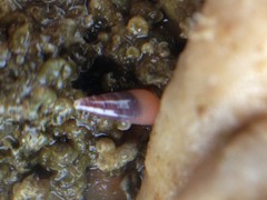 Melanella micans