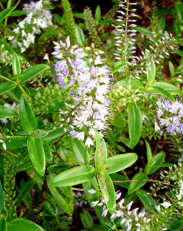 Veronica pubescens