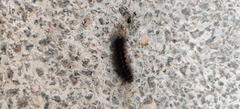 Barsine striata