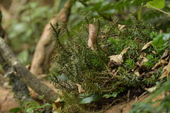 Phlegmariurus varius