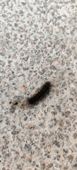 Barsine striata