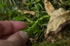 Phlegmariurus varius